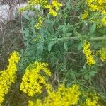 Solidago nemoralis Leaf