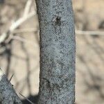 Flacourtia indica Bark