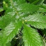 Agrimonia eupatoria Folha