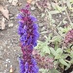 Salvia nemorosa Квітка