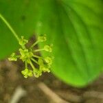 Smilax herbacea Blüte