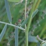 Vicia monantha Azala