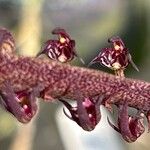 Bulbophyllum scaberulum Blüte