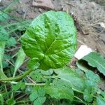 Pyrola asarifolia Leaf