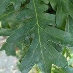 Quercus alba Levél