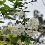 Spiraea cantoniensis Blüte