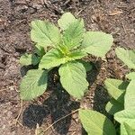 Amaranthus spinosusLeaf