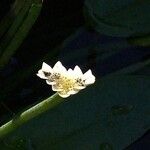 Aponogeton distachyos Квітка