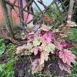 Heuchera micranthaFolha