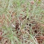 Plantago sempervirens Habit