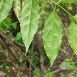 Chiococca alba Leaf