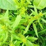 Rumex maritimus موطن