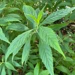 Elsholtzia stauntonii Hoja