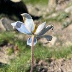 Pulsatilla alpina Cvet