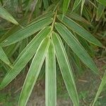 Bambusa multiplex 叶