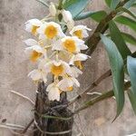 Dendrobium thyrsiflorum Flor