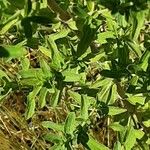 Hypericum tetrapterum Leaf