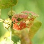 Dombeya ciliata Folla