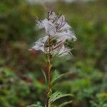 Epilobium angustifoliumFlor