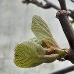 Actinidia chinensis Blad