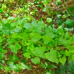 Mikania cordifolia Leaf