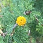 Vachellia farnesiana ফুল