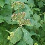 Vernonia brachycalyx Other