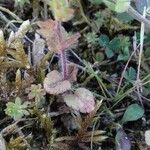 Veronica arvensis Feuille