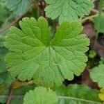 Geranium rotundifolium ഇല