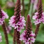 Verbena hastataFlor