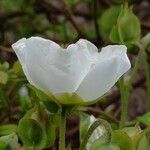 Cistus sintenisii 花