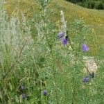 Artemisia alba Foglia