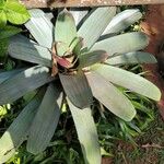 Vriesea imperialis Blad