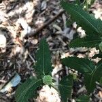 Pavonia hastata Leaf