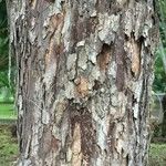 Casuarina equisetifolia Bark