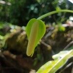 Anthurium eximium Flor