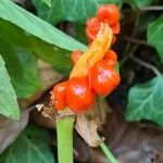 Arum italicumKukka