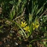 Gagea villosa Habit