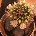 Mammillaria backebergiana Levél