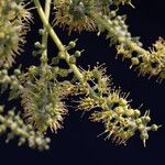 Combretum adenogonium Flower
