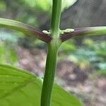 Collinsonia canadensis Corteza