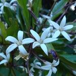 Pittosporum heckelii 花