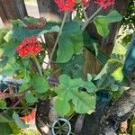 Jatropha podagrica Blad