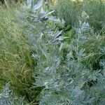 Artemisia absinthiumഇല