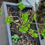 Hydrangea macrophylla Habit