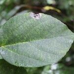 Ficus mauritiana List