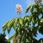 Aesculus indica Flor