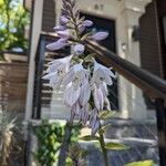 Hosta plantagineaΛουλούδι