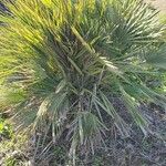 Chamaerops humilis Folha