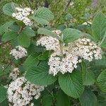 Viburnum lantana Цвят